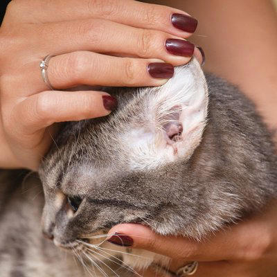 猫に『耳ダニ』が寄生したときに起こる症状4つ　見逃せないサインや対処法を解説