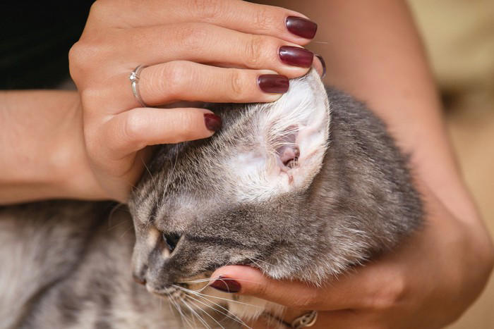 猫に『耳ダニ』が寄生したときに起こる症状4つ 見逃せないサインや対処法を解説