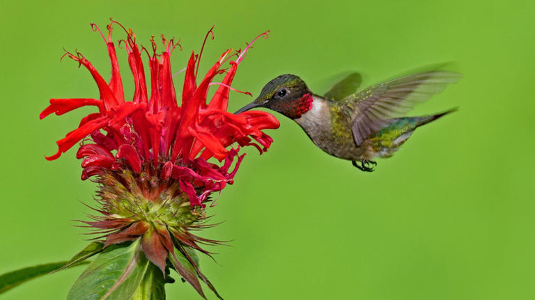 17 flowers to plant in June to attract hummingbirds all summer & fall