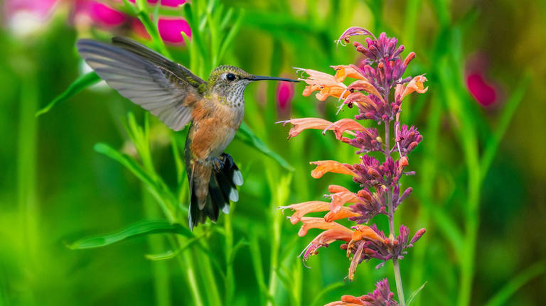 17 flowers to plant in June to attract hummingbirds all summer & fall