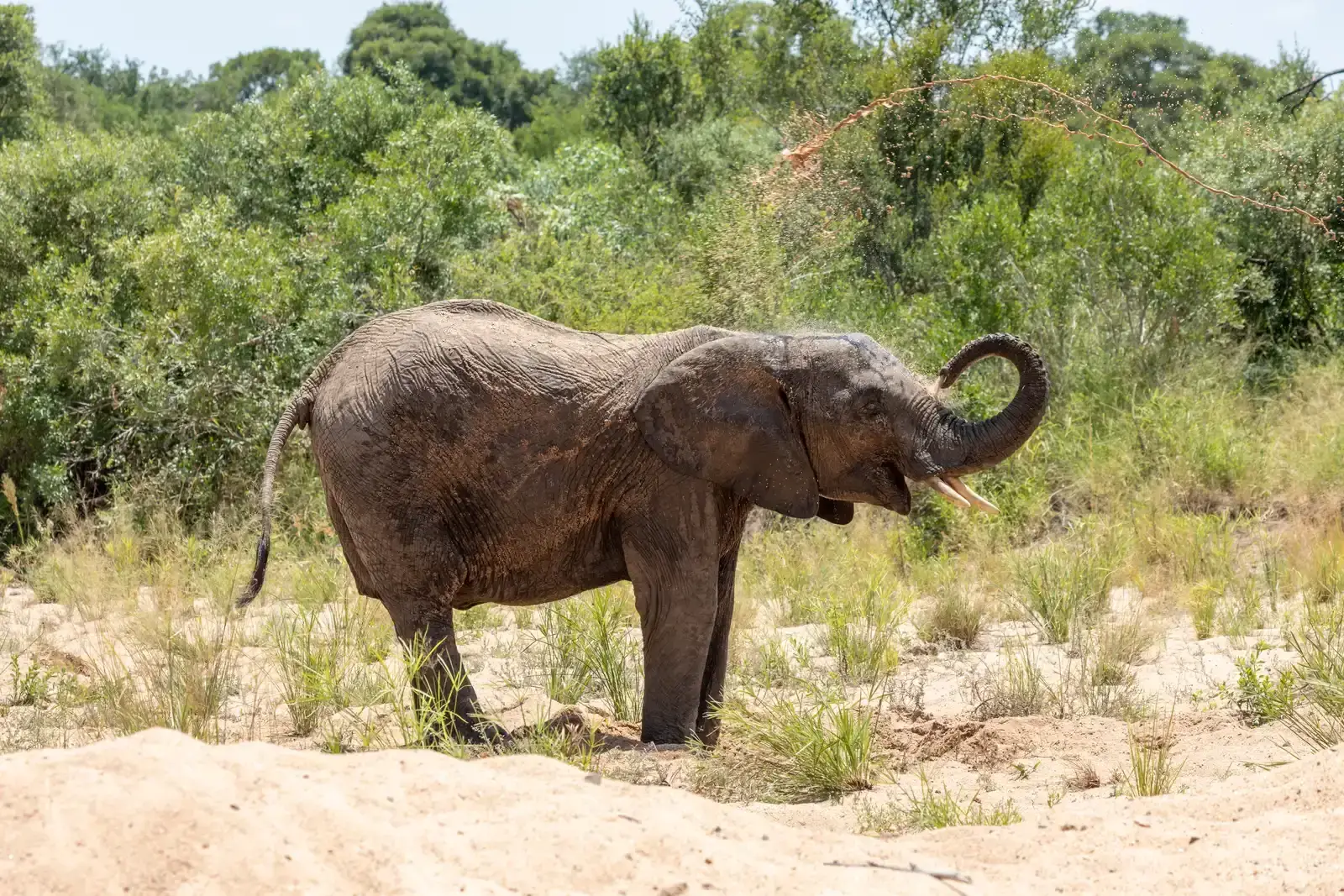 How drought conditions are affecting freshwater wildlife