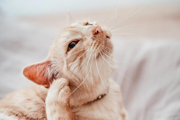 猫に『耳ダニ』が寄生したときに起こる症状4つ 見逃せないサインや対処法を解説