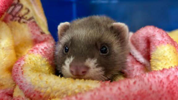 Polecat rescued from roadside after mum hit by car