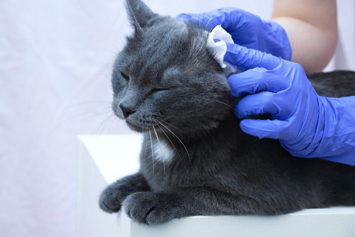 猫に『耳ダニ』が寄生したときに起こる症状4つ 見逃せないサインや対処法を解説