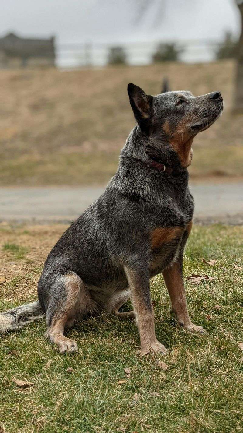 15 legendary ranch dog breeds that earned their place in cowboy history
