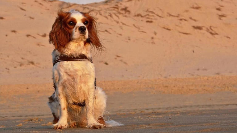 Picture Idea: Public To Have Say On Where Dogs Can Roam In