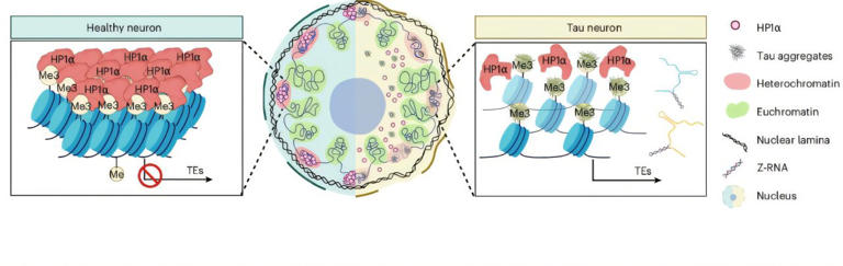 Inside Alzheimer's neurons, tau may set off a genetic chain reaction ...