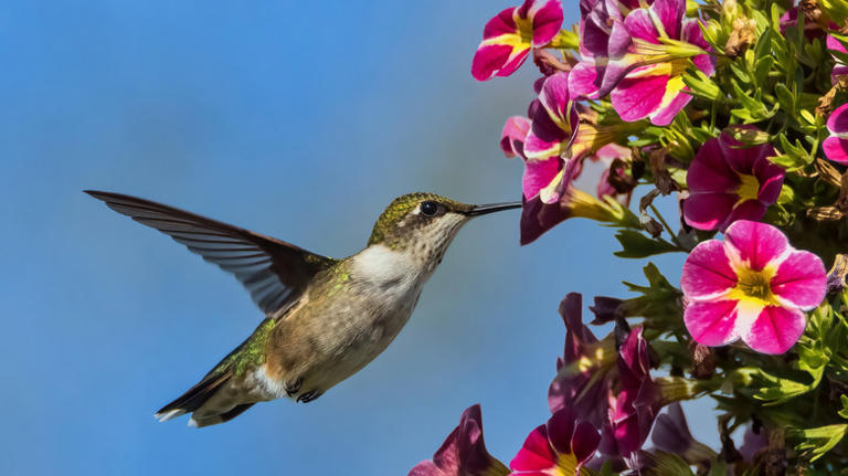 17 flowers to plant in June to attract hummingbirds all summer & fall