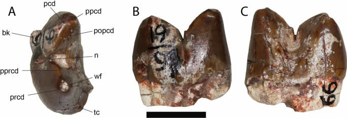 A massive 500-kilogram super-predator dominated ancient Asia long ...