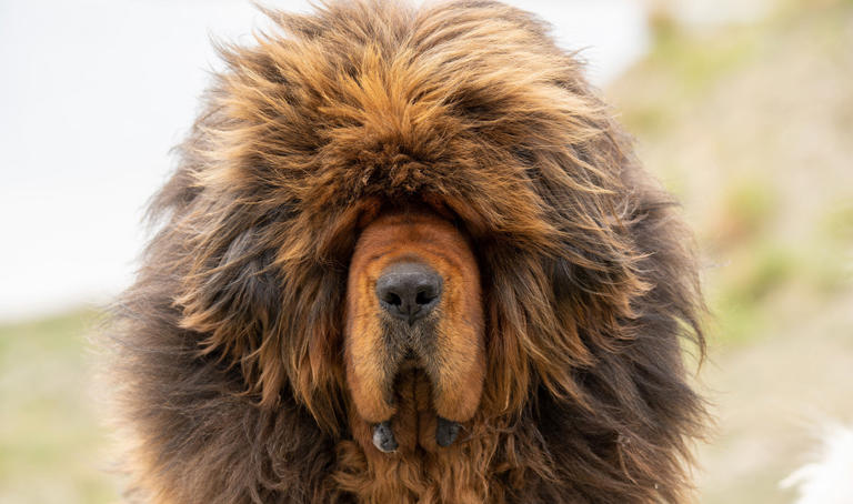 Which is the most expensive dog in the world?