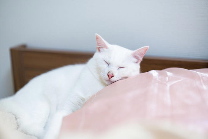猫が『飼い主の枕』を使って寝たがる理由3つ 隠されている心理や上手な対処法もご紹介