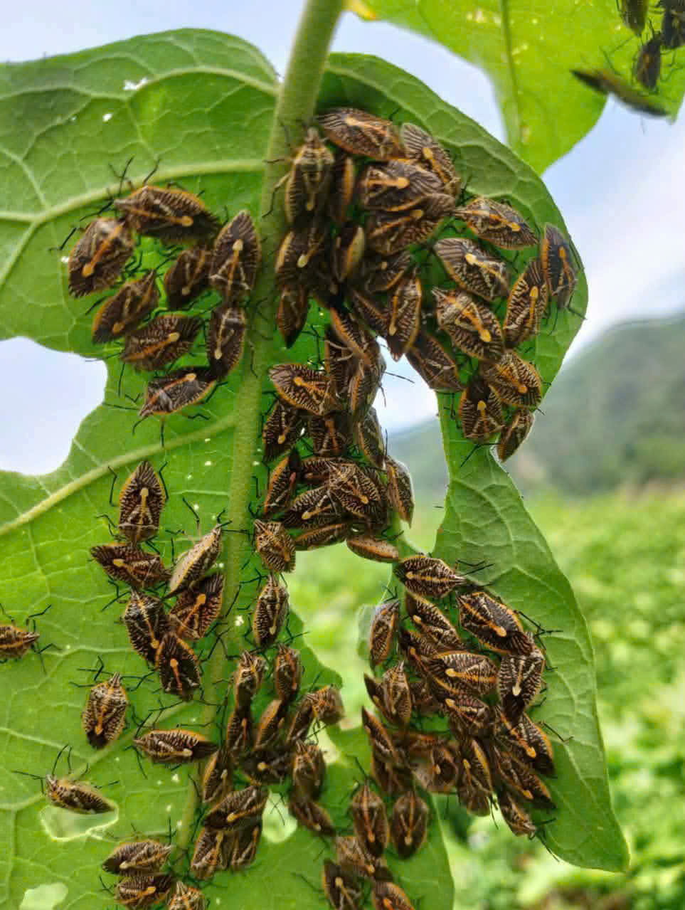 6 người nghi ngộ độc sau bữa ăn có món bọ xít