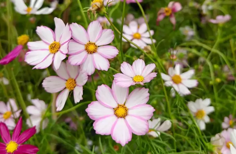 Cosmos, la planta de pequeñas y armónicas flores que giran con el sol y ...