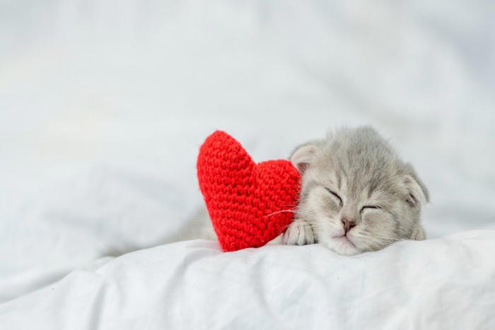 猫が『飼い主の枕』を使って寝たがる理由3つ 隠されている心理や上手な対処法もご紹介