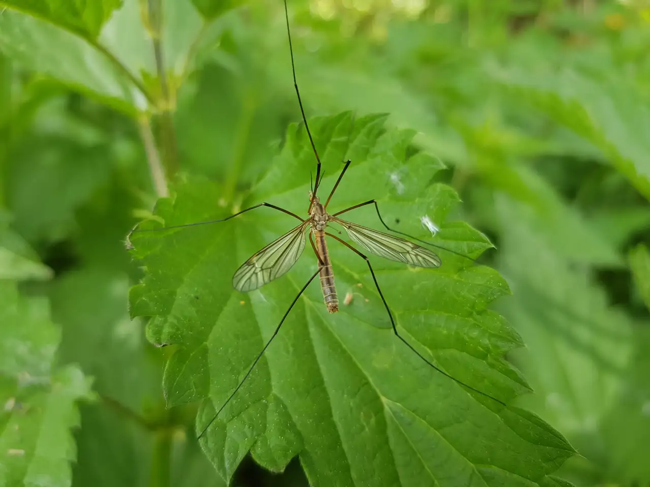 Ni pican ni son mosquitos: la verdad sobre el insecto que vuelve cada ...