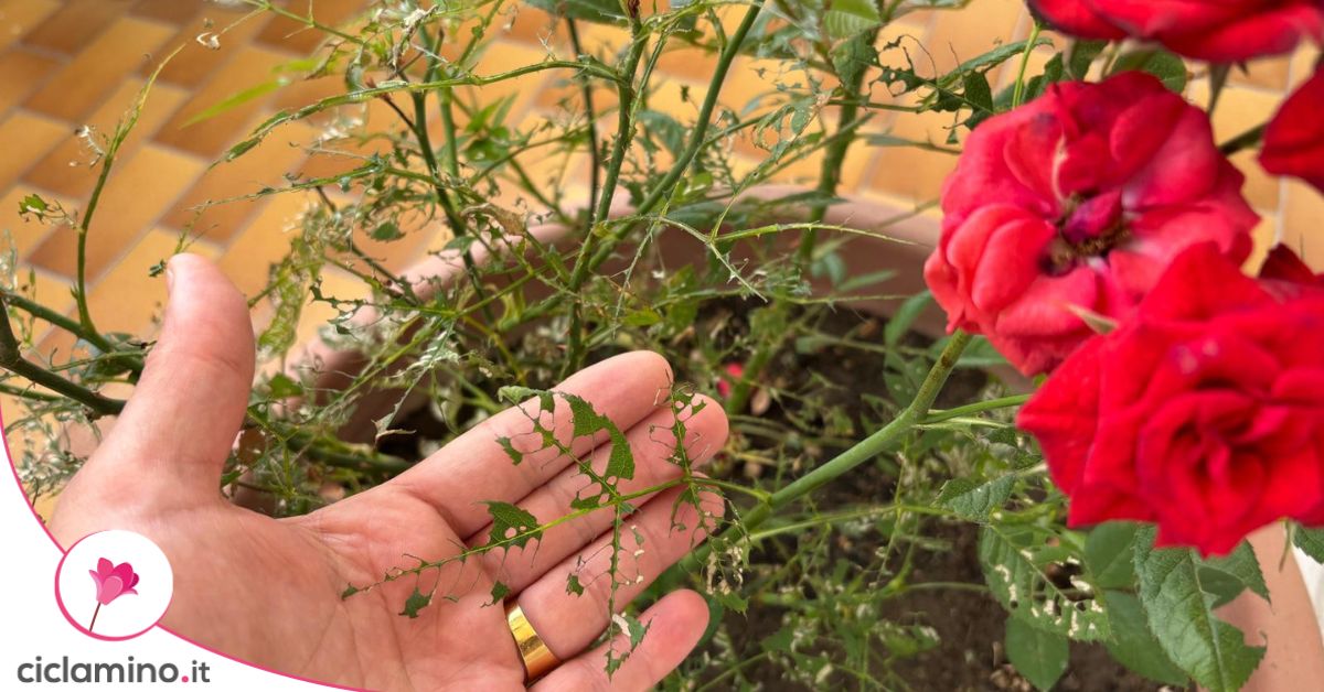 Cosa sta rendendo le foglie delle rose così scheletriche?