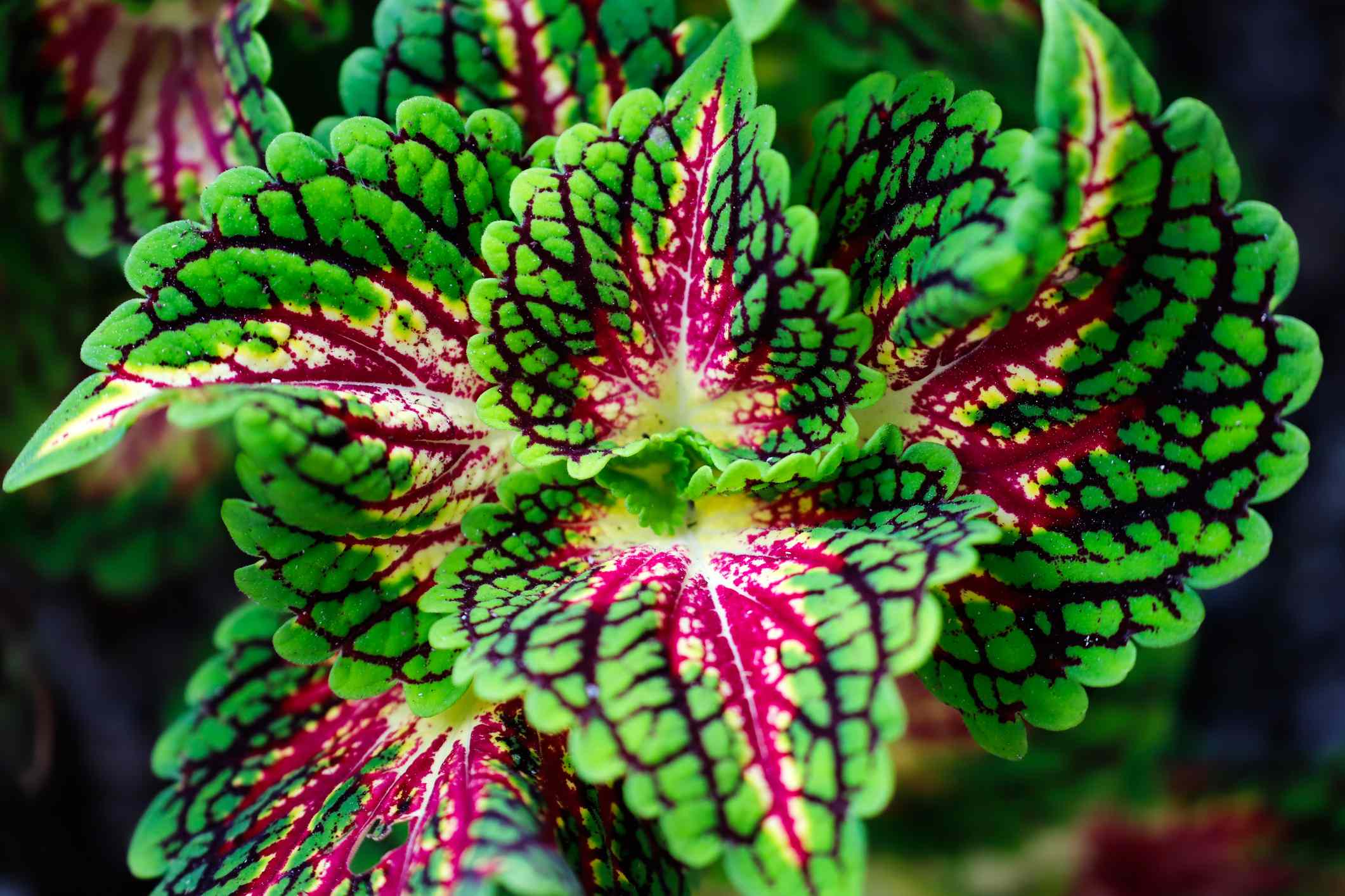 9 companion plants that will help your coleus pop and thrive, according ...