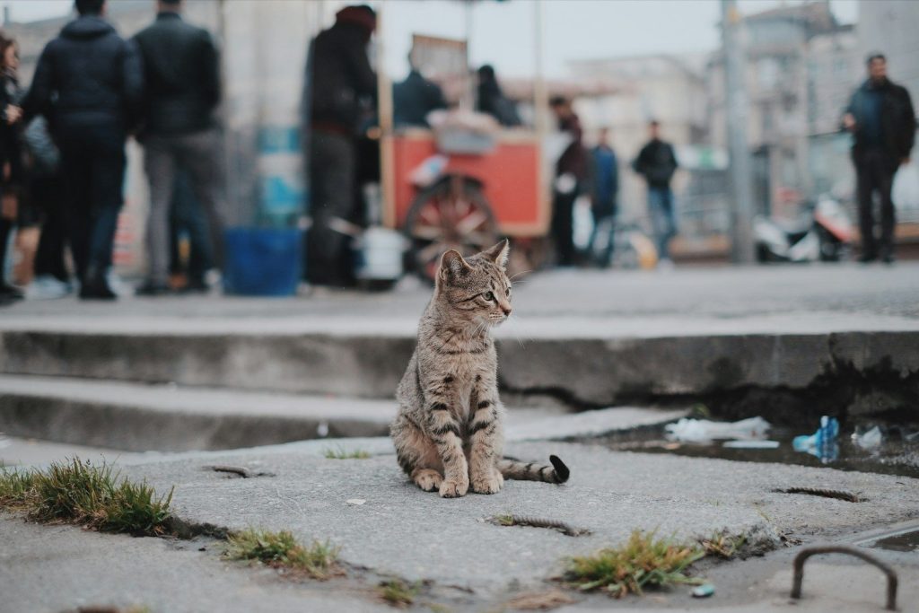 Frightened stray kitten transforms after rescue changes her life