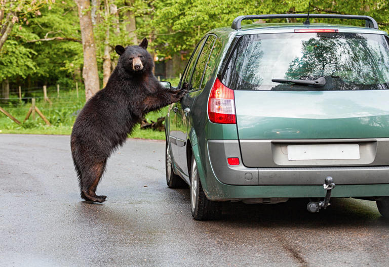 Surprised Colorado man finds black bear relaxing in his truck