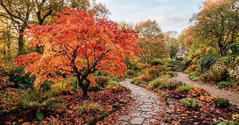 Cinco árvores que explodem em cores justamente quando o jardim começa a ...