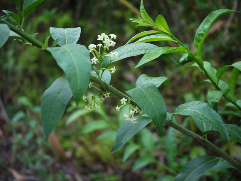 What is raat ki rani flower called in English?