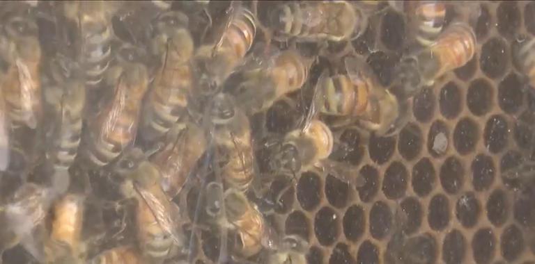 Michigan State University opens Pollinator Performance Center