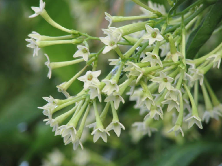 What is raat ki rani flower called in English?