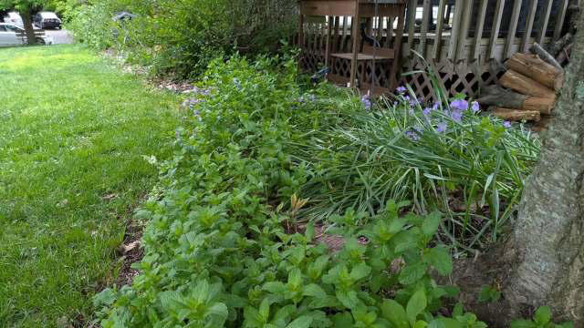 Gardener sets mint loose in yard and commenters applaud the chaos ...