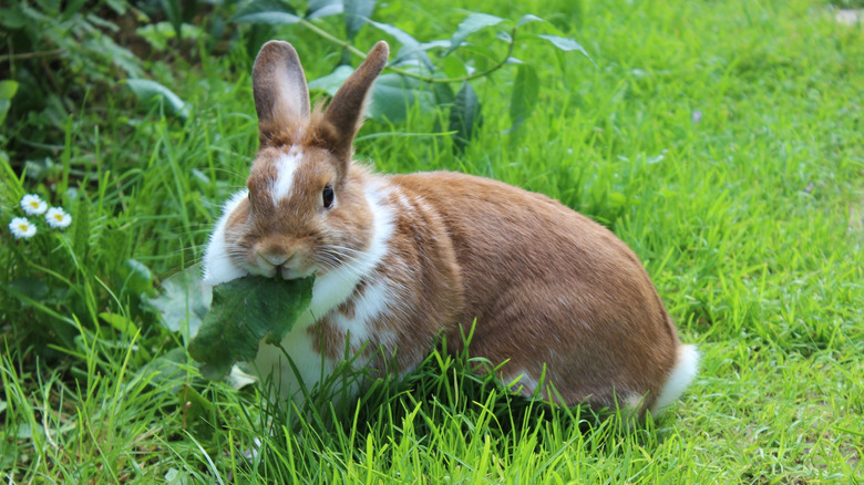 10 flowers and herbs that can help keep rabbits out of the garden