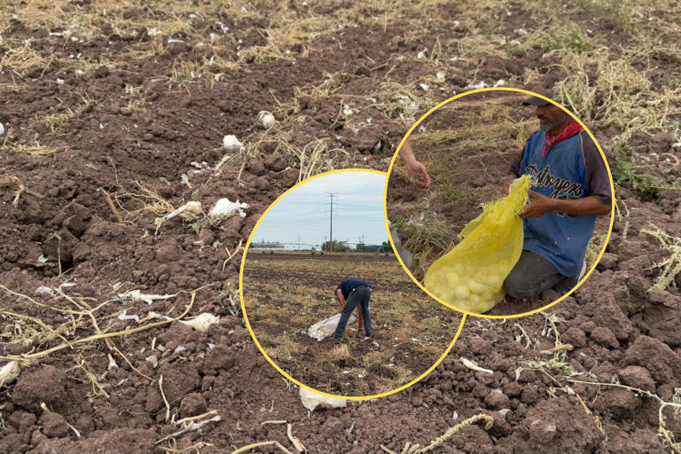 De la pepena a la mesa: Familias del Valle del Yaqui obtienen ingresos ...
