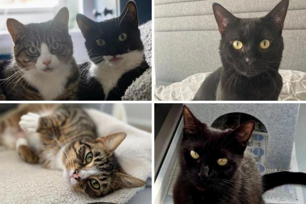 Five loveable cats looking for their new homes in Essex - can you help?
