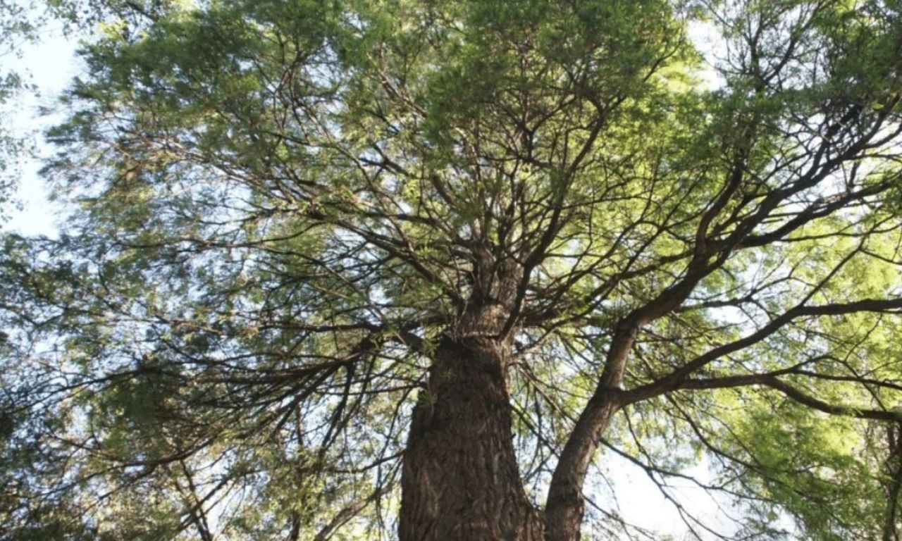 Ahuehuete plantado por Porfirio Díaz recibe protección como patrimonio ...
