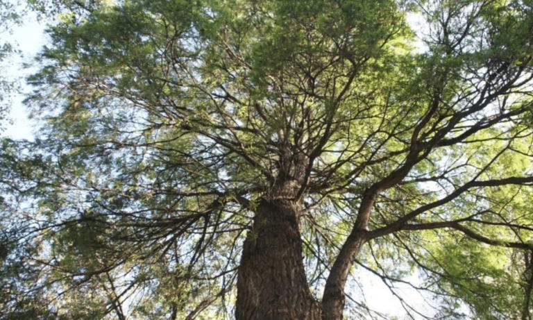 Ahuehuete plantado por Porfirio Díaz recibe protección como patrimonio ...