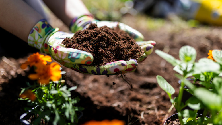 Not coffee grounds, not banana peels, the kitchen scrap your compost ...