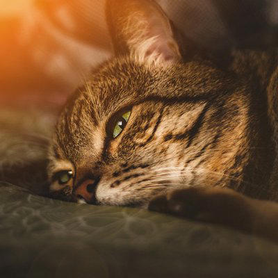 猫が命を落としかねない『飼い主のイタズラ』4つ　取り返しが付かないリスクや避けるべき理由も解説