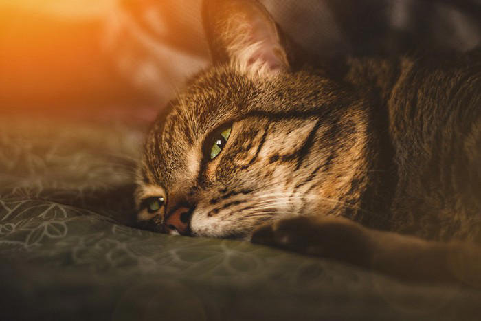 猫が命を落としかねない『飼い主のイタズラ』4つ 取り返しが付かないリスクや避けるべき理由も解説