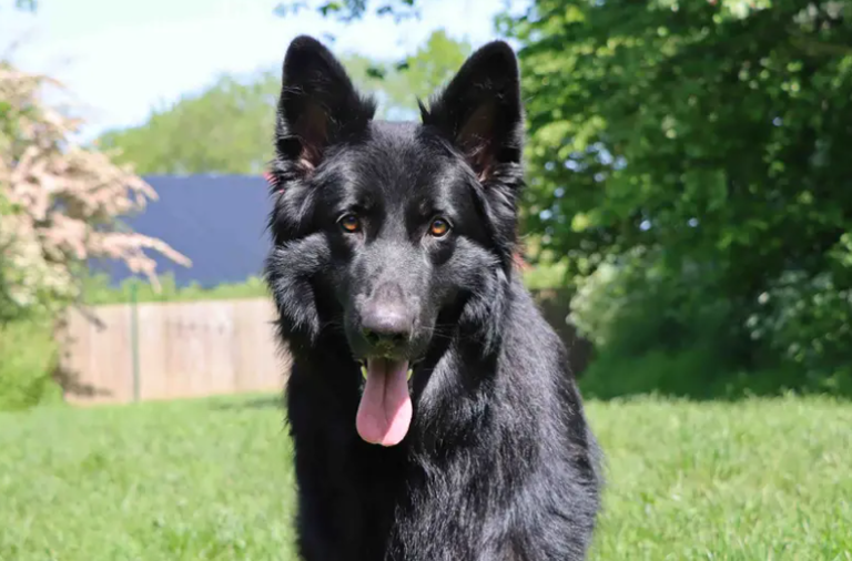 21 adorable Dogs Trust canines looking for their forever homes in the ...