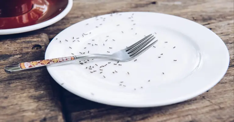 Myror i hemmet kan vara ett större problem än du tror