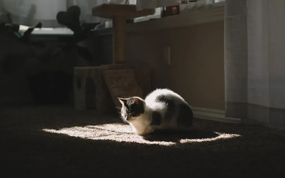 Gallery Detail: 10 Cat Behaviors That Quietly Reveal Anxiety And Emotional Dependence