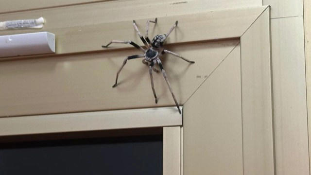 Homeowner gets terrifying surprise after spotting giant spider inches ...