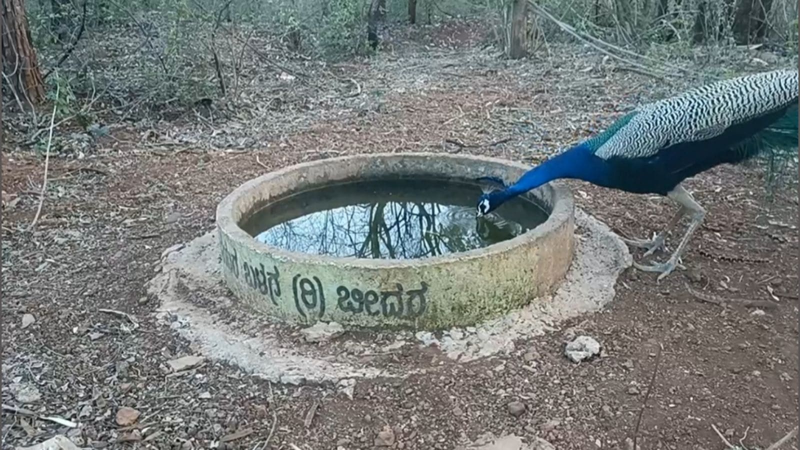 Unsung heroes | How a monkey licking water spilt on road in Bidar sparked a thirst to help wildlife in summer