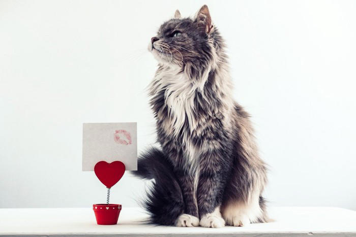猫が命を落としかねない『飼い主のイタズラ』4つ 取り返しが付かないリスクや避けるべき理由も解説