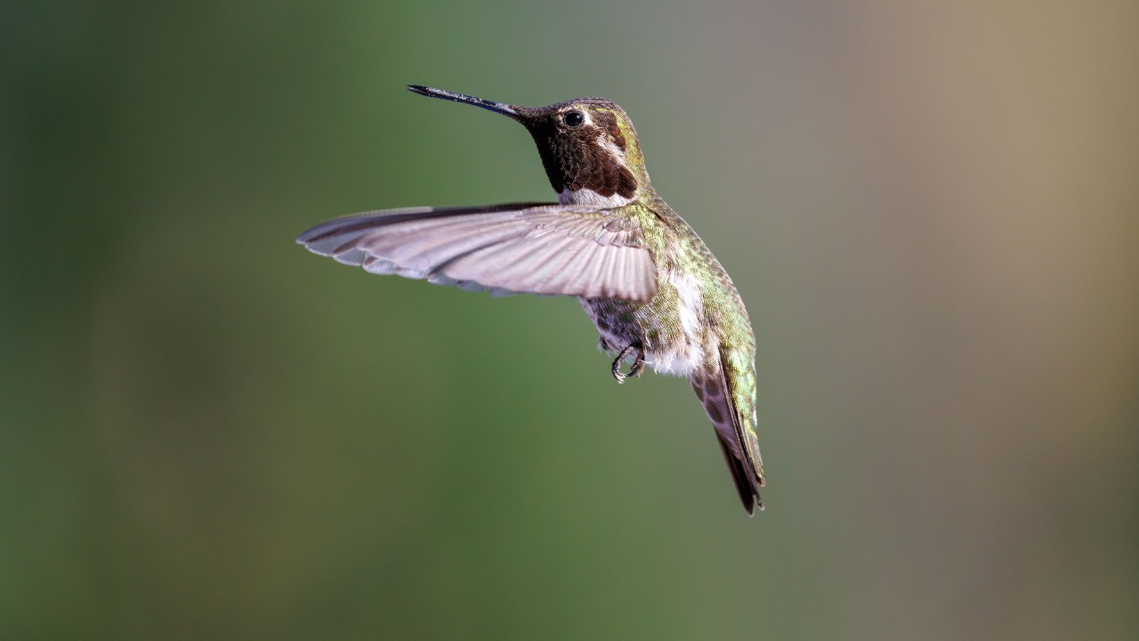 UC Riverside just recorded the strange wing sounds hummingbirds make ...