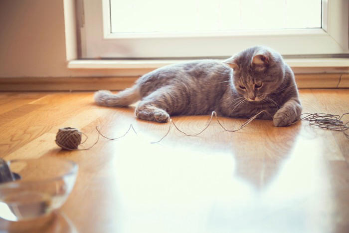 猫が命を落としかねない『飼い主のイタズラ』4つ 取り返しが付かないリスクや避けるべき理由も解説