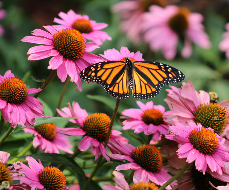 7 flowers to plant in June for bold late-summer color that lasts into ...