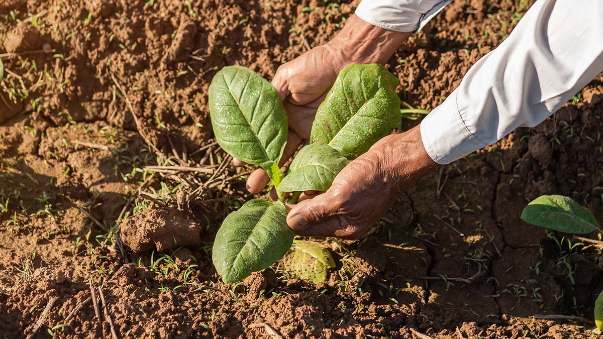 Growing a tobacco plant