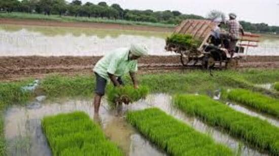 Amid weak monsoon concerns, farmers advised to go for paddy cultivation ...