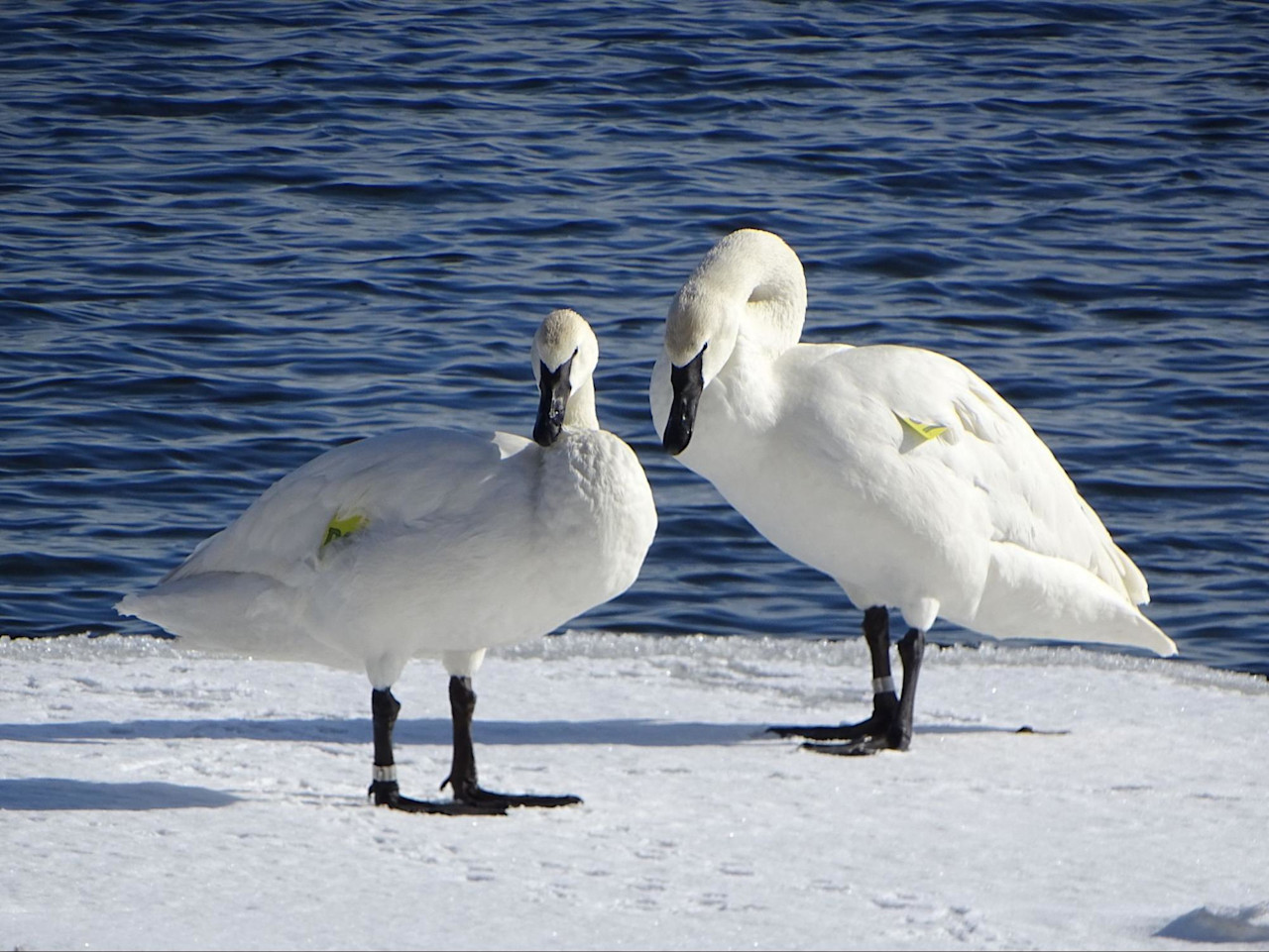 the-unsung-hero-behind-one-of-canada-s-greatest-wildlife-comeback-stories