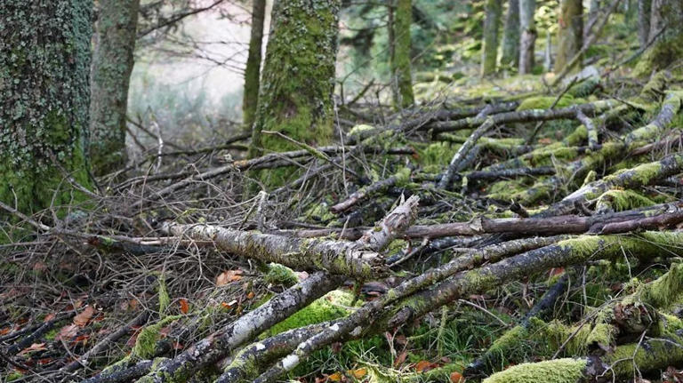 How to build a simple, affordable trellis system using fallen tree branches