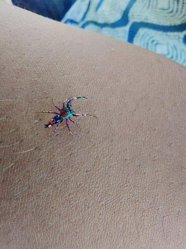 Photo of alleged rare jumping spider perched on Redditor's arm ignites ...